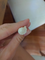 Sinistrofulgur sinistrum