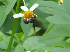 Rhynchium haemorrhoidale