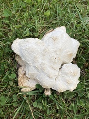 Lycoperdon utriforme