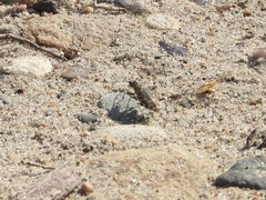Cicindela repanda