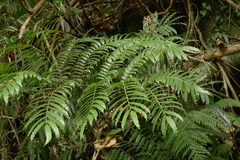 Ptisana smithii