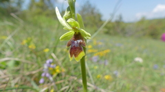 Ophrys insectifera aymoninii