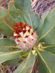 Protea speciosa