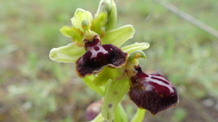 Ophrys sphegodes passionis