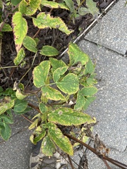 Aegopodium podagraria