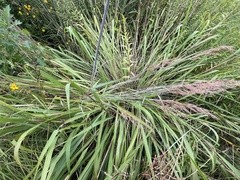 Tripsacum dactyloides