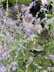 Bombus impatiens