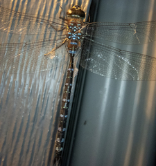 Aeshna tuberculifera