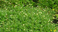 Epilobium luteum