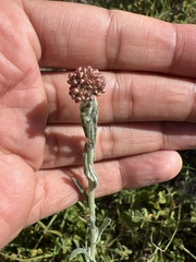 Helichrysum luteoalbum