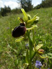 Ophrys sphegodes passionis
