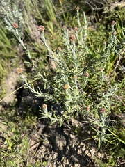 Helichrysum luteoalbum