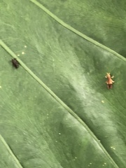 Trilophidia annulata