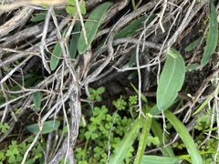 Pterygodium catholicum