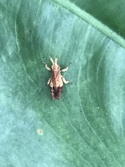 Trilophidia annulata