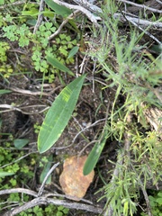 Pterygodium catholicum