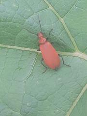 Pyrochroa serraticornis