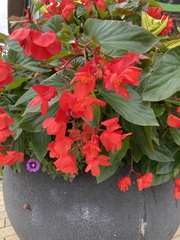 Begonia