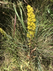 Solidago speciosa