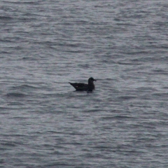 Stercorarius chilensis