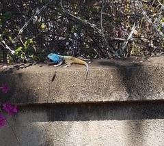 Acanthocercus atricollis