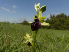 Ophrys sphegodes passionis