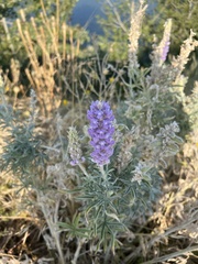 Lupinus argenteus
