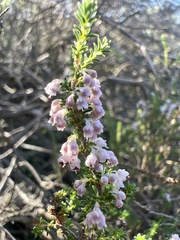 Erica