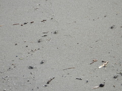 Cicindela repanda