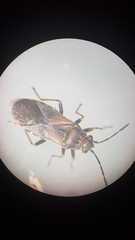 Arocatus melanocephalus