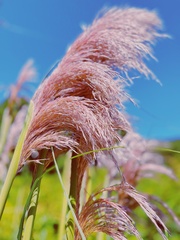 Cortaderia jubata