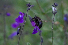 Xylocopa tabaniformis orpifex