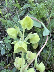 Pterygodium catholicum