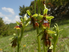 Ophrys insectifera aymoninii