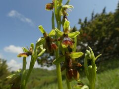 Ophrys insectifera aymoninii