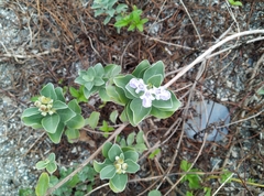 Vitex rotundifolia