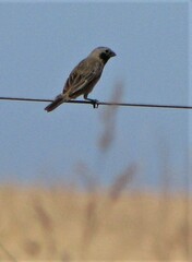 Sporophila ruficollis
