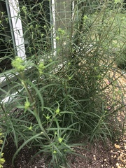 Helianthus angustifolius