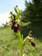 Ophrys insectifera