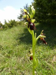Ophrys insectifera