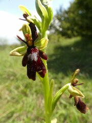 Ophrys insectifera