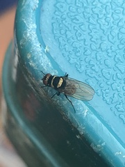 Anthomyia illocata