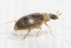 Berosus