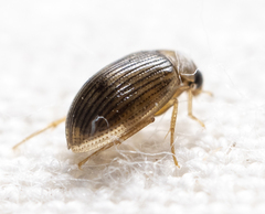 Berosus