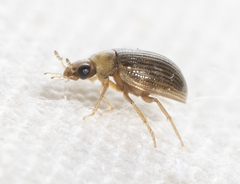 Berosus
