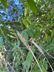 Elymus virginicus