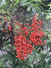 Sambucus javanica