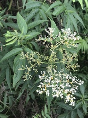 Sambucus javanica