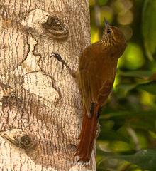 Glyphorynchus spirurus