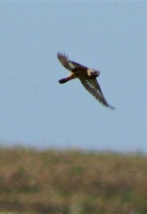 Sporophila ruficollis